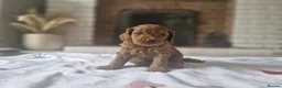 Cavapoo dogs for sale: Beautiful F1b Cavapoo boys looking for loving home - Advert 7