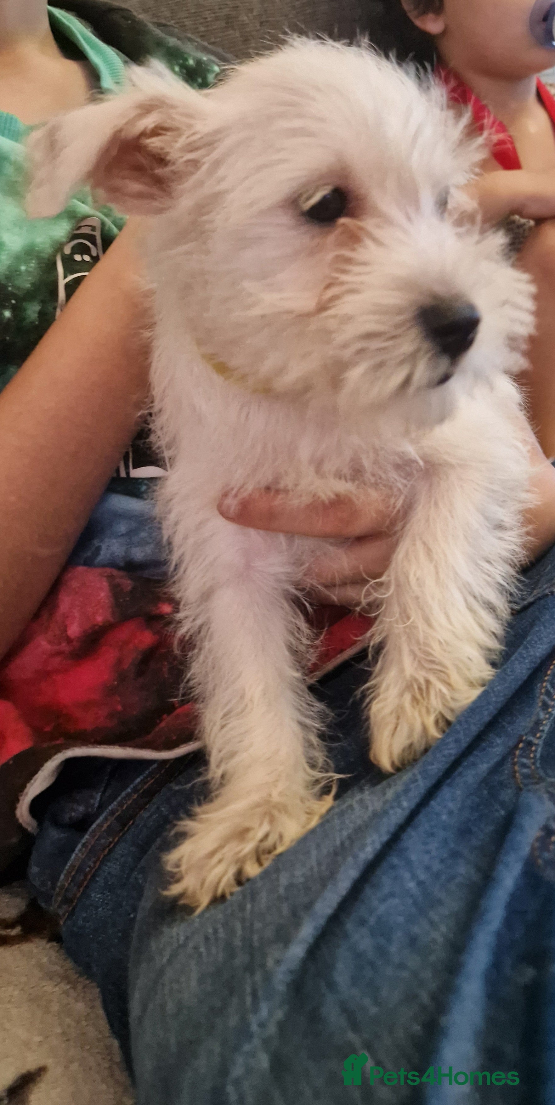 Miniature Schnauzer dogs Miniature schnauzer READY NOW  - Advert 14