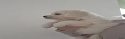 Golden Retriever dogs for sale: Health tested English  Golden Retrievers  in London - Advert 4