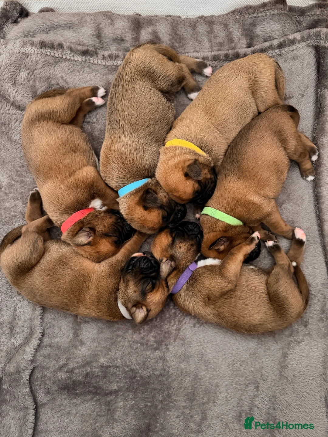 Boxer dogs for sale: KC Reg Boxers - 5 Beautiful Girls Ready Soon - Advert 2