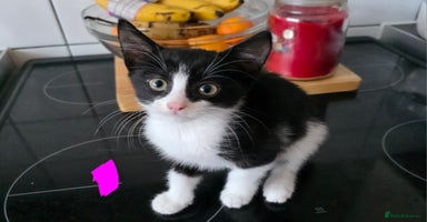 Mixed Breed cats - Advert 15
