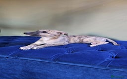Whippet dogs for sale: Whippet puppies beautiful colours - Image 20