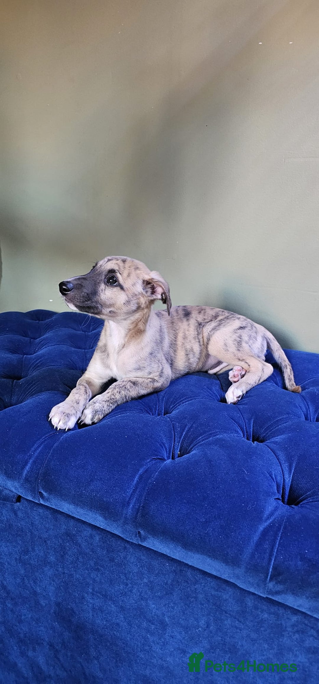 Whippet dogs for sale: Whippet puppies beautiful colours - Image 20