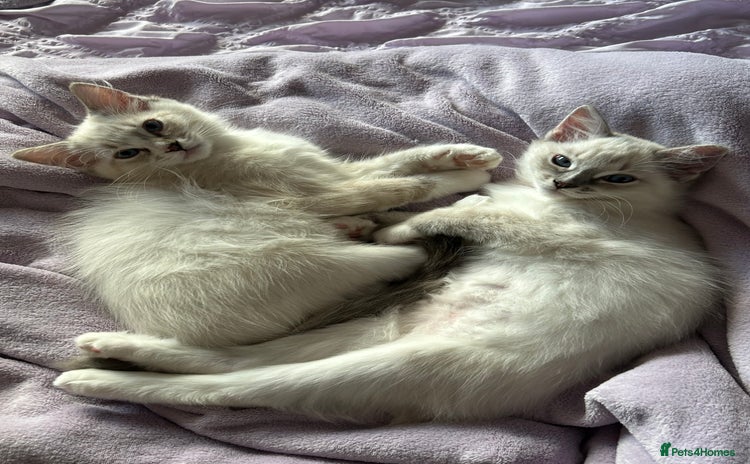 Ragdoll cats - Advert 15