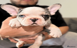 French Bulldog dogs for sale: French Bulldog Puppies for Sale Top Quality,  - Image 15