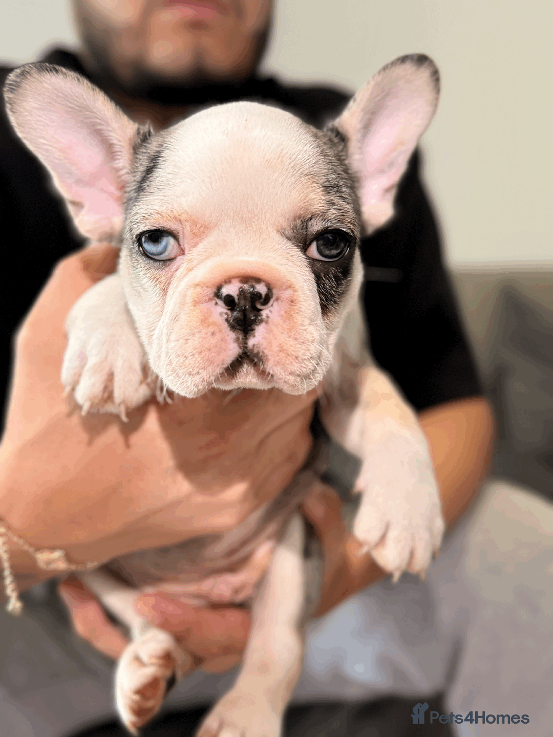French Bulldog dogs for sale: French Bulldog Puppies for Sale Top Quality,  - Image 15