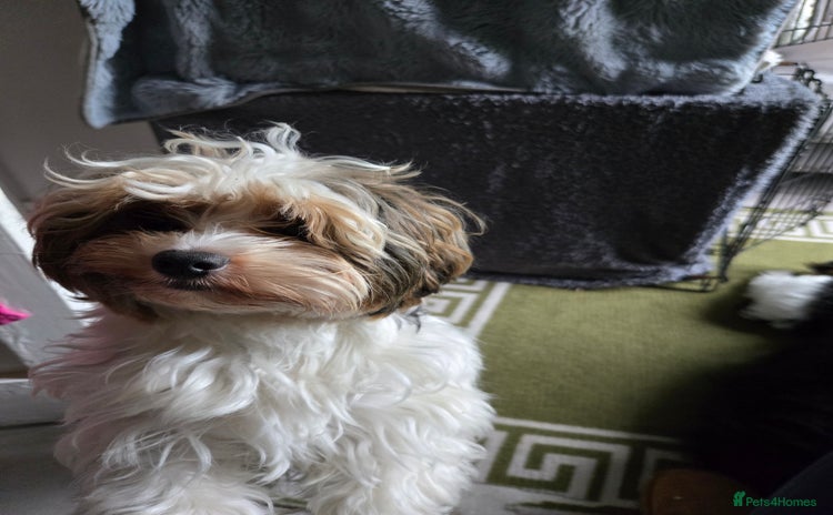 Biewer Terrier dogs - Advert 1