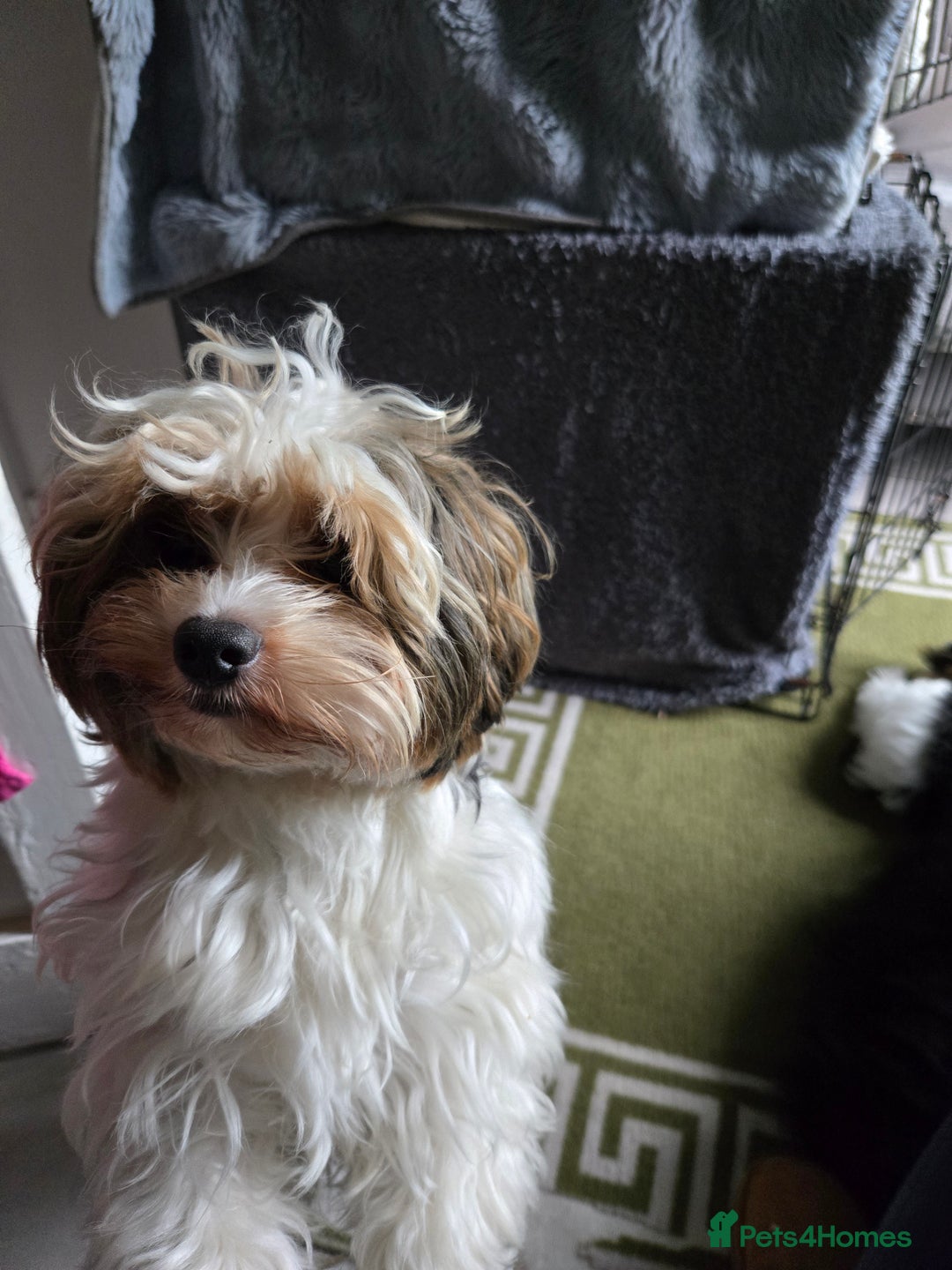 Biewer Terrier dogs for sale: Biewer terrier boy  - Image 1