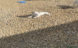 Jack Russell dogs for sale: Smooth Miniature jackrussel male - Image 4