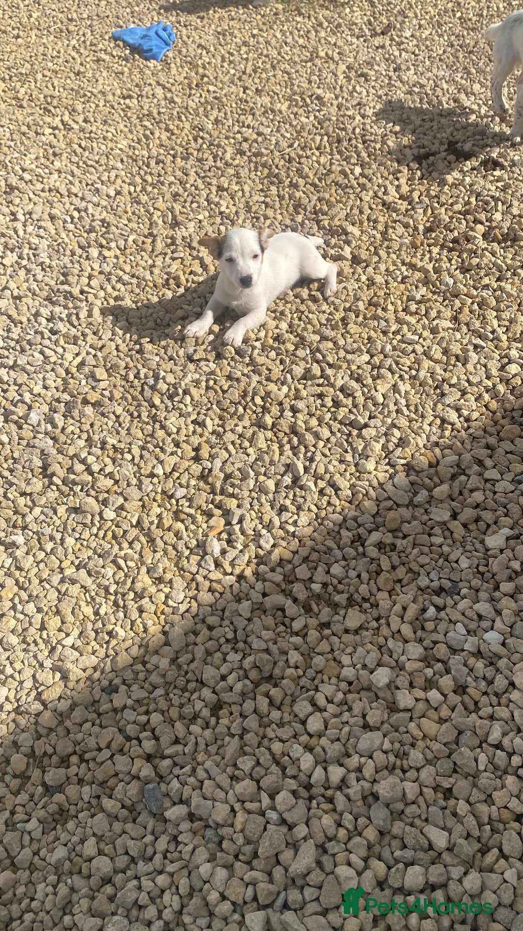 Jack Russell dogs for sale: Smooth Miniature jackrussel male - Image 4