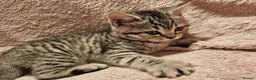 Brazilian Shorthair cats for sale: Sweet Tabby Kittens - Advert 7