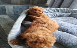 Poodle dogs for sale: Red miniature poodle  - Image 4