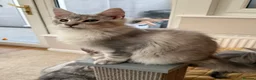 Maine Coon cats for sale: Registered with tica - Advert 7