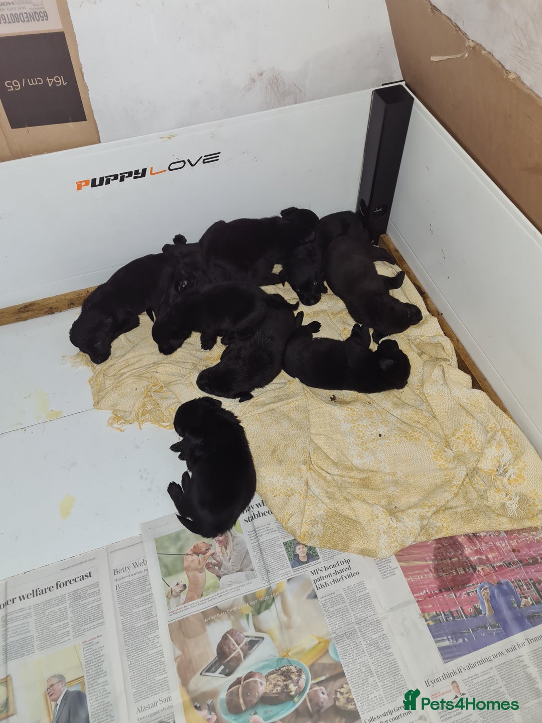 Labrador Retriever dogs for sale: Black Labrador puppies  - Advert 2
