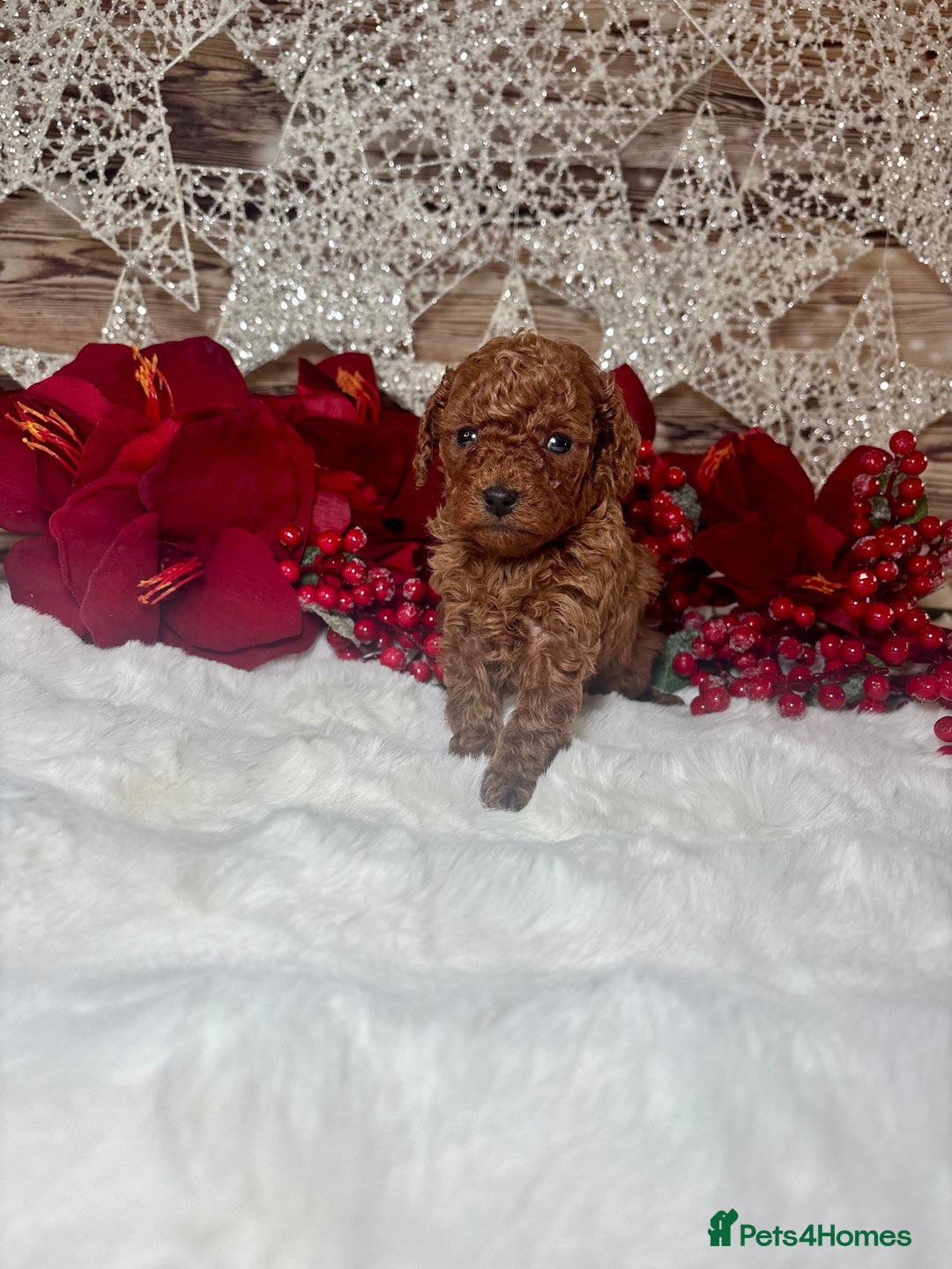 Toy Poodle dogs for sale: Outstanding toy/asain Poodles.  - Advert 7