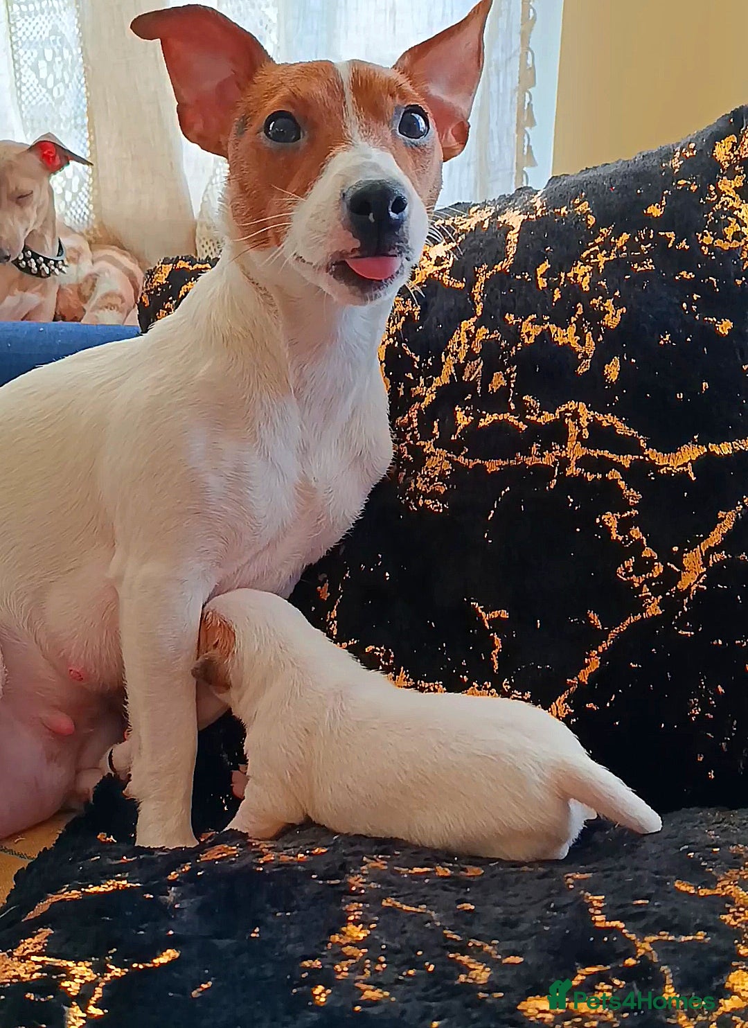 Jack Russell dogs for sale: 🤎🐶 Adorable Jack Russell Terrier Puppies✨ - Advert 7