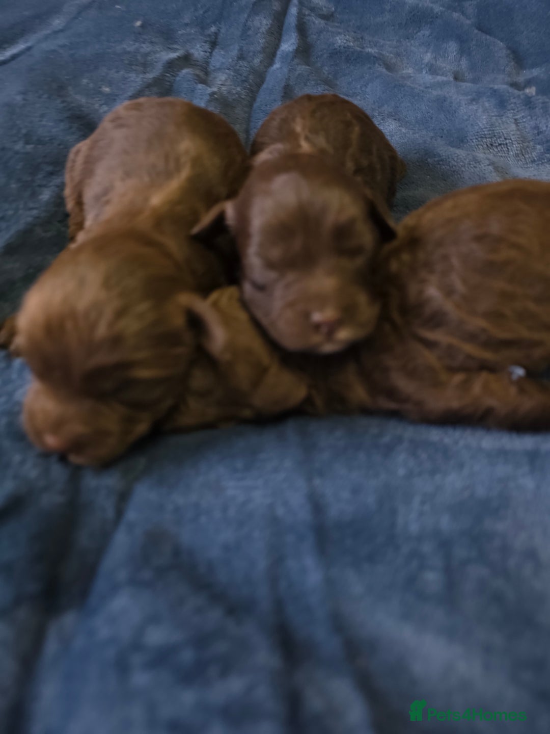 Cockapoo dogs for sale: Cockapoo puppies - Image 12