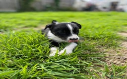 Mixed Breed dogs for sale: 🐾 Collie X Puppies – 10 Weeks Old  - Image 4