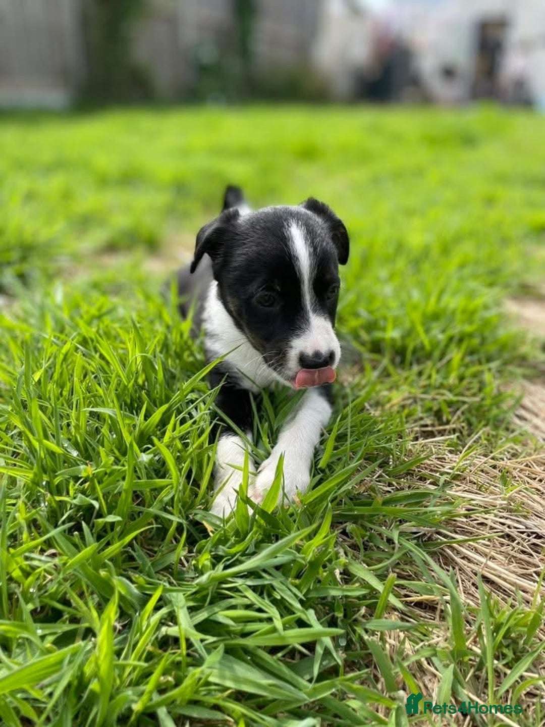 Mixed Breed dogs for sale: 🐾 Collie X Puppies – 10 Weeks Old  - Image 4