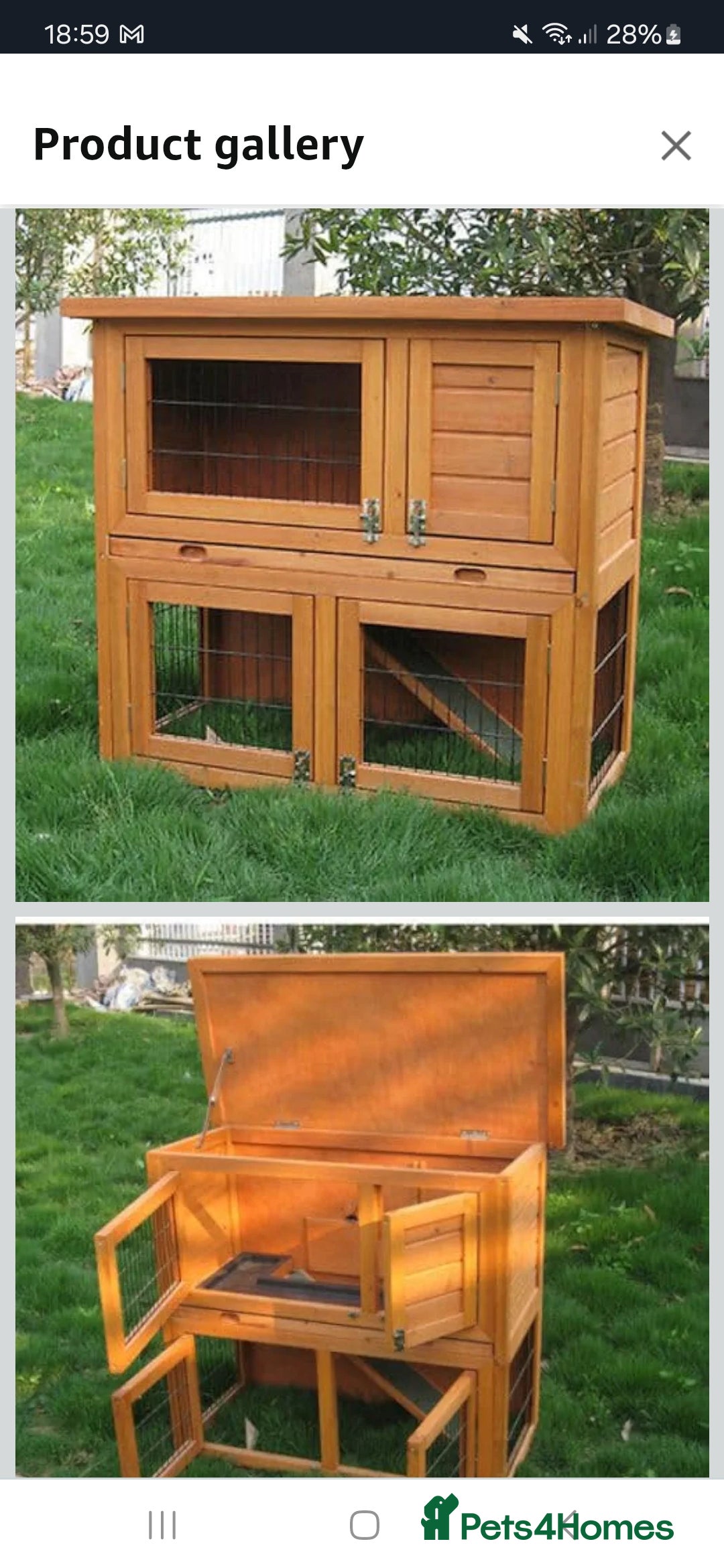 Guinea Pig rodents for sale: 2 friendly guinepigs and outdoor hutch  - Image 4