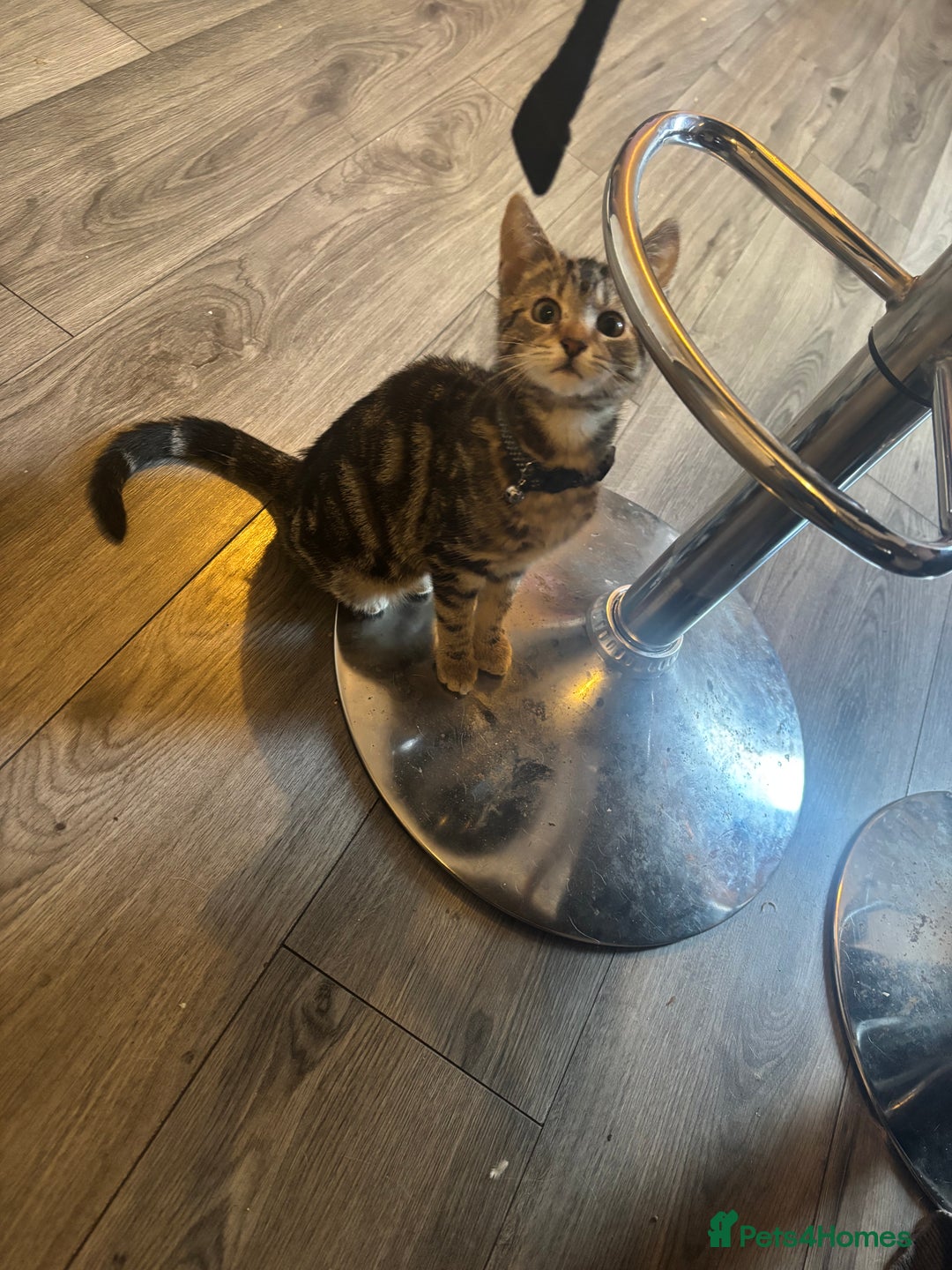 Mixed Breed cats for sale: Kitten for sale  - Image 1