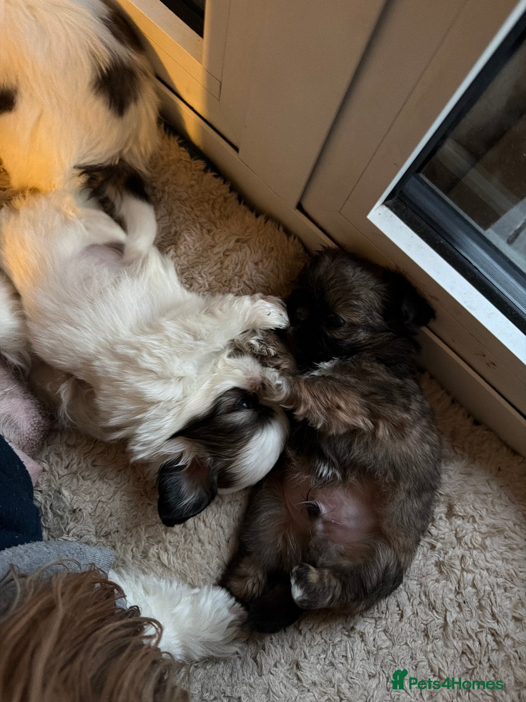 Shih Tzu dogs for sale: Shih Tzu puppies - Advert 11