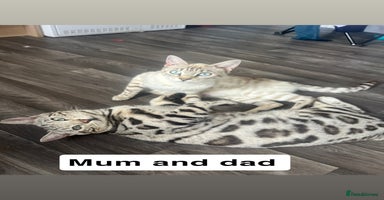 Bengal cats - Advert 1