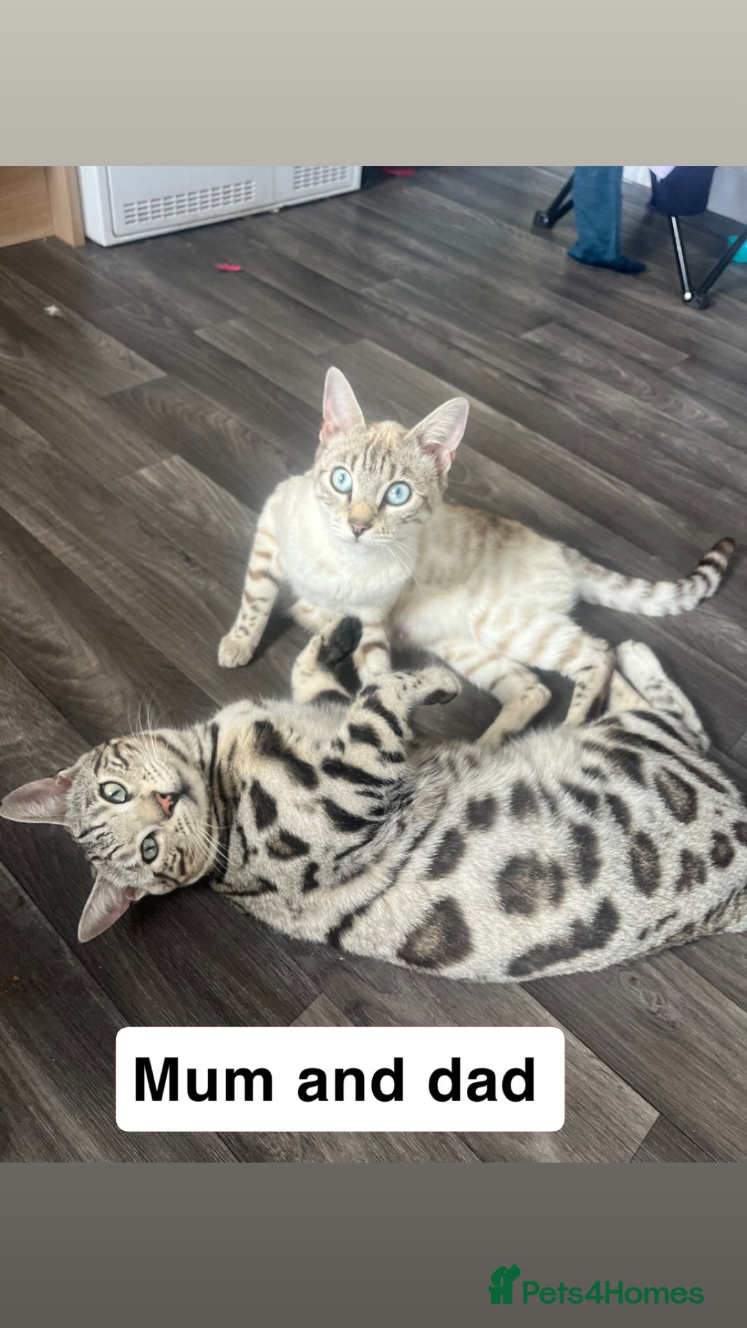 Bengal cats for sale: Bengal kittens 1 MALE REMAINING!! Ready now! - Image 2