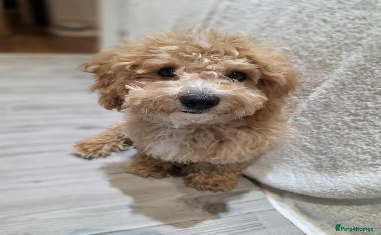 Cavapoo dogs - Advert 14