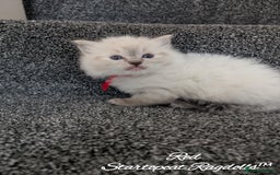 Ragdoll cats for sale: GCCF Pedigree Ragdoll Kittens Champion Lines - Image 19