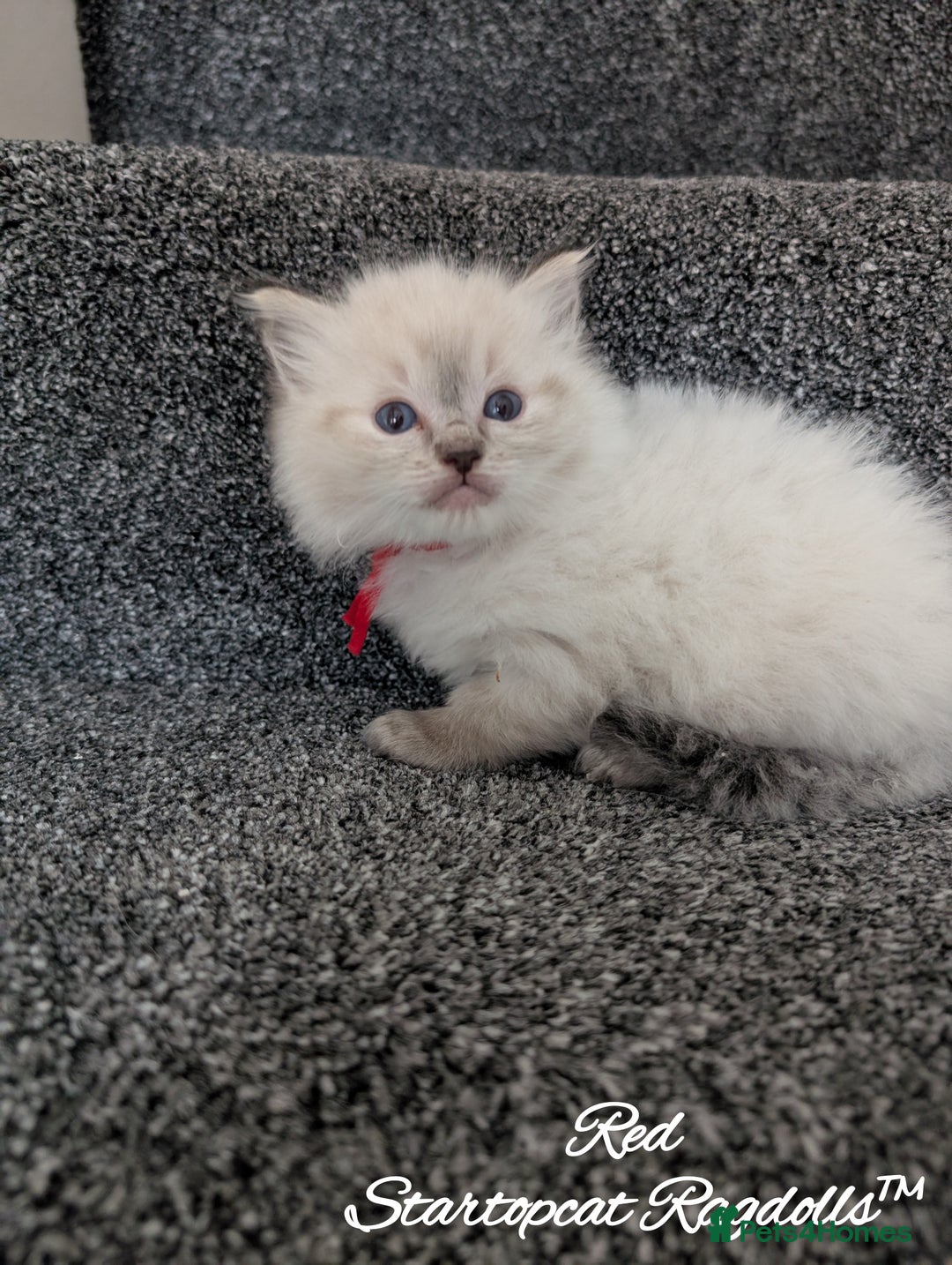 Ragdoll cats for sale: GCCF Pedigree Ragdoll Kittens Champion Lines - Image 19