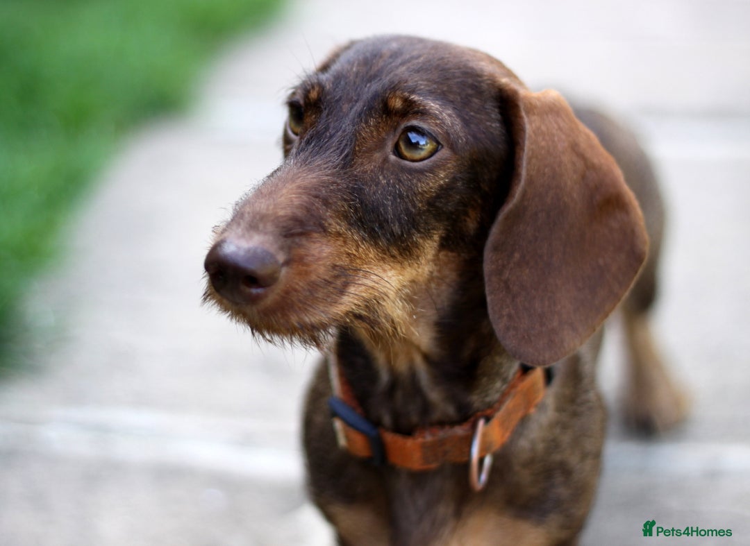 Miniature Dachshund dogs for sale: KC reg miniature wire haired dachshund bitch - Image 11