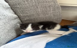Mixed Breed cats for sale: Little kittens  - Image 11