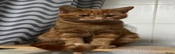 Domestic Shorthair cats for sale: beautiful ginger cat  - Advert 3