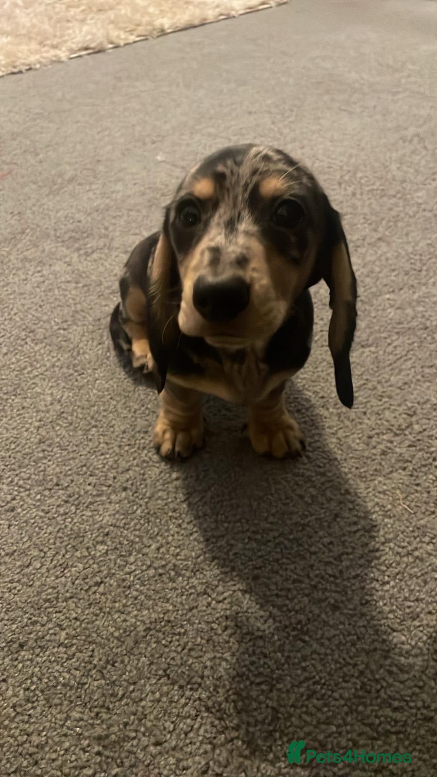 Miniature Dachshund dogs Male silver dapple  - Advert 3