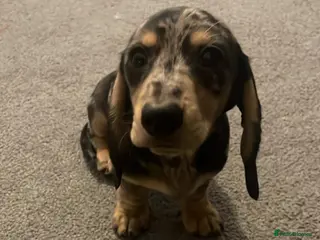 Miniature Dachshund dogs Male silver dapple - Advert 3