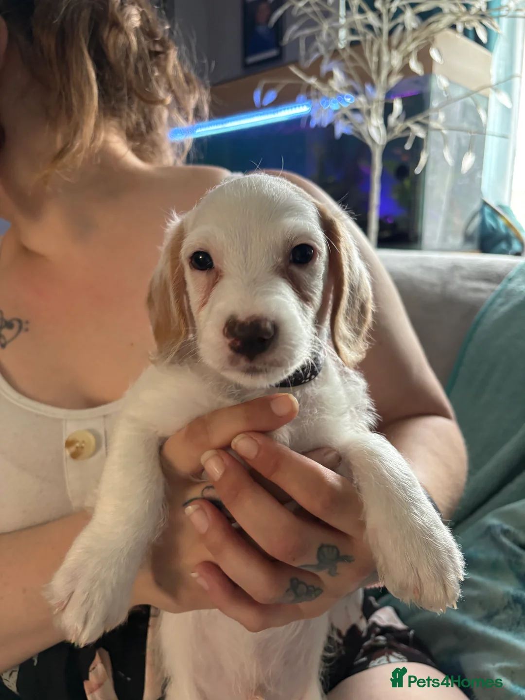 Mixed Breed dogs for sale: 3 pups left for sale  - Advert 2