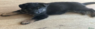 German Shepherd 2