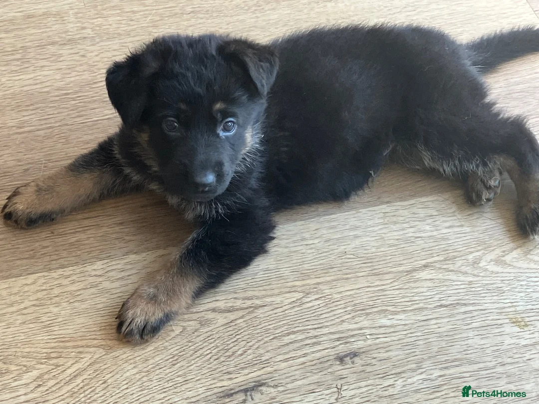 German Shepherd dogs for sale: German Shepherd puppies - Advert 5