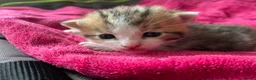 Mixed Breed cats for sale: Kittens : Ready to view  - Advert 3