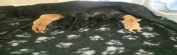 Labrador Retriever dogs for sale: Kc labrador-retriever pups 🐶 - Advert 8