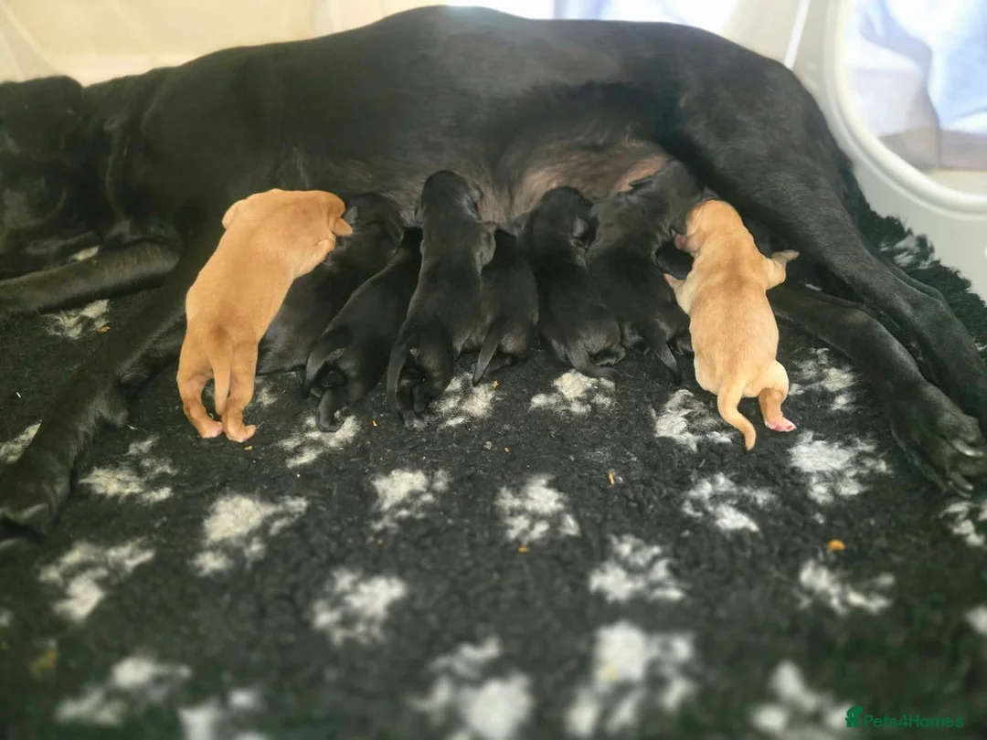 Labrador Retriever dogs for sale: Kc labrador-retriever pups 🐶 - Advert 8
