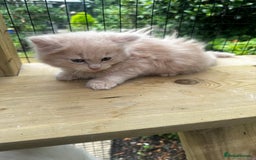 Ragcoon cats for sale: Ragdol x Main Coon  - Image 10