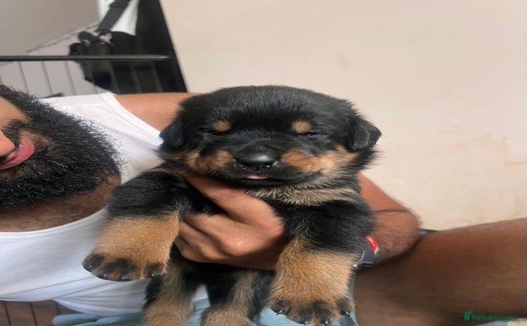 Rottweiler dogs - Advert 2