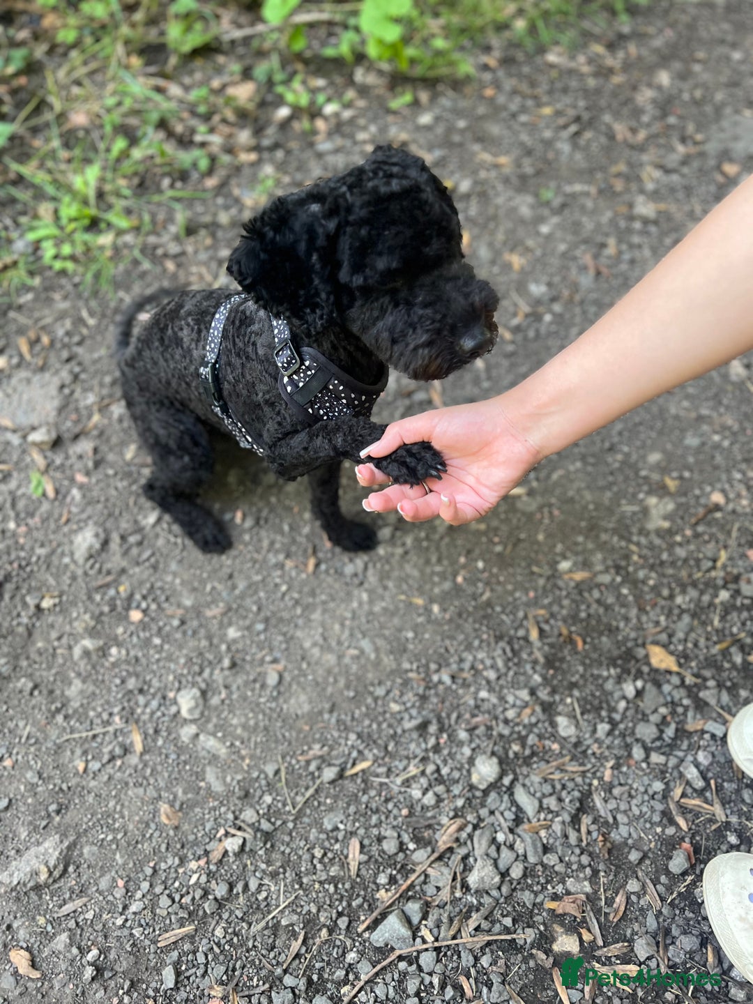 Cavapoochon dogs for sale: Beautiful cavapoochon needing an urgent home! - Advert 6
