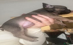 French Bulldog dogs for sale: Gorgeous French bull dog puppies for sale  - Image 6