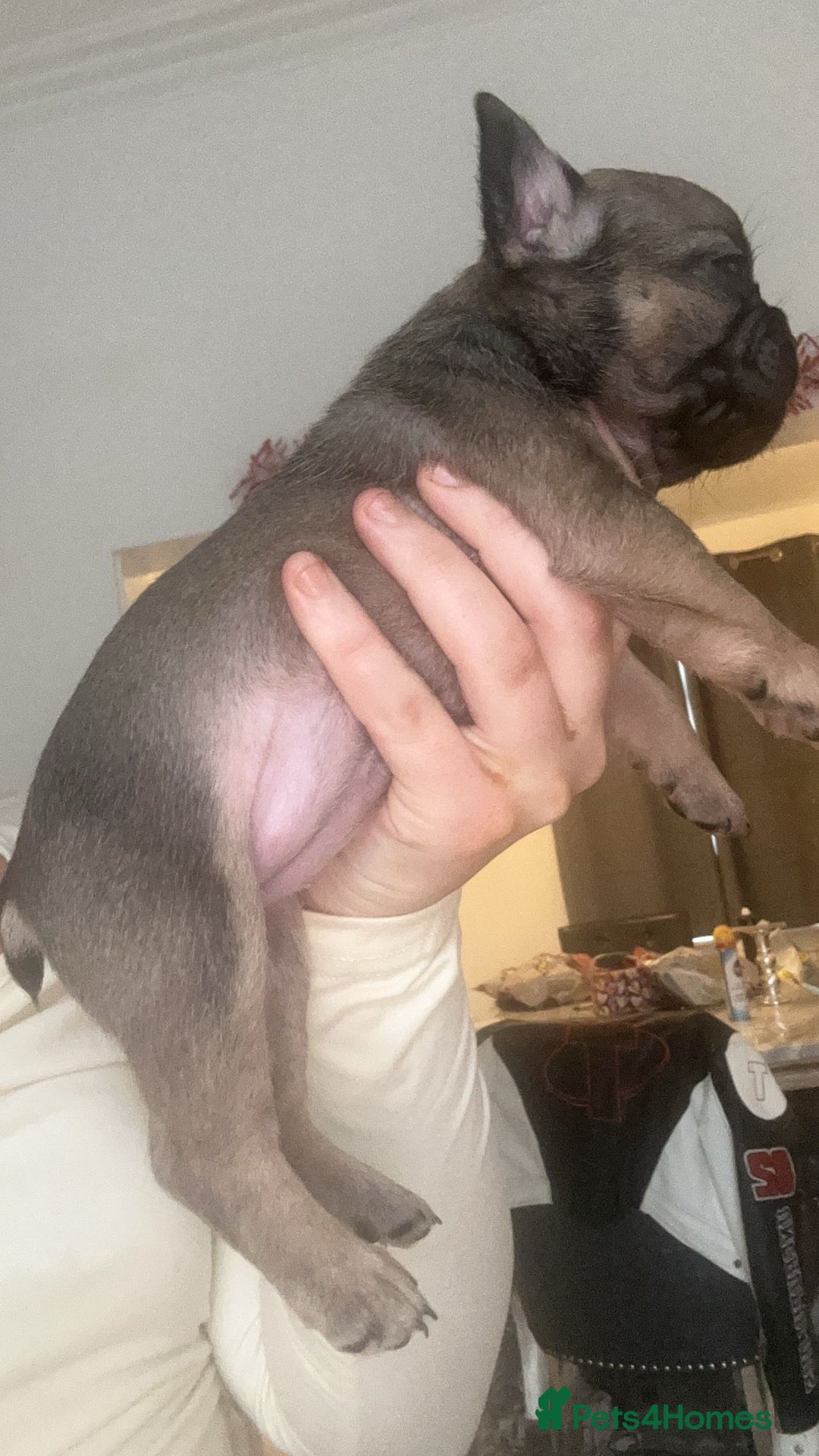 French Bulldog dogs for sale: Gorgeous French bull dog puppies for sale  - Image 6