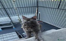 Mixed Breed cats for sale: Maine coon x Scottish fold kittens - Image 6