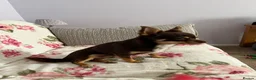 Chihuahua dogs for stud: Pure breed Chocolate Tri stud chihuahua  - Advert 4