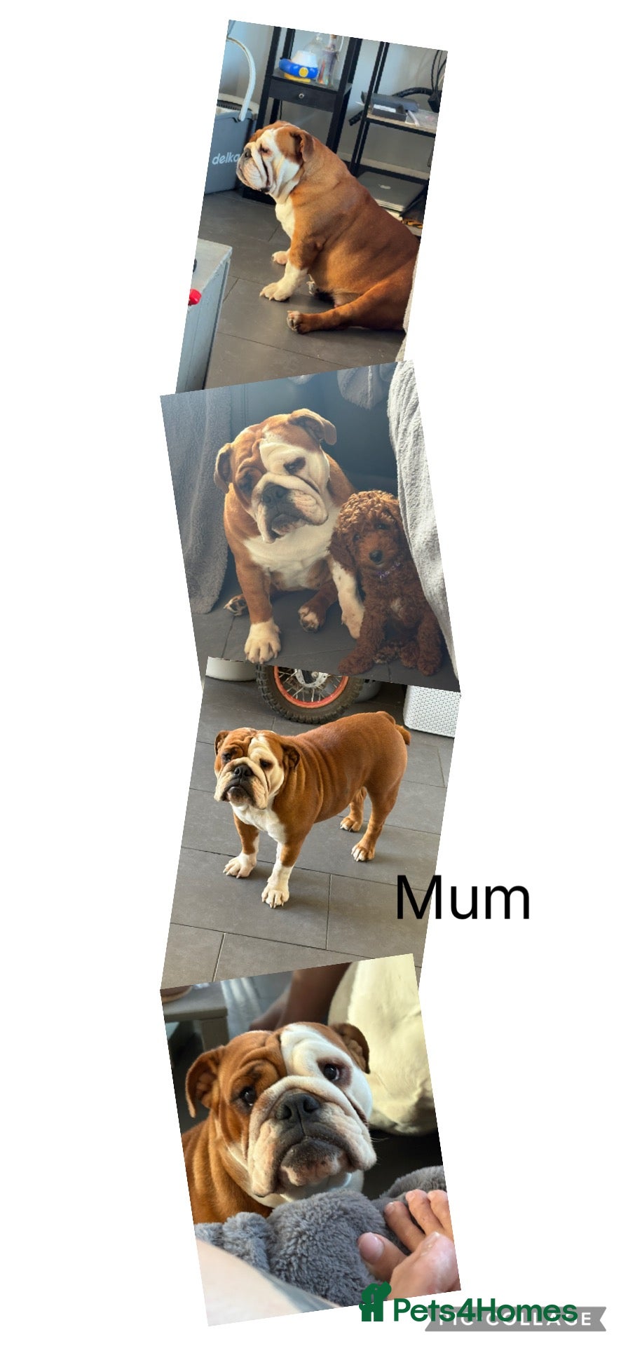 English Bulldog dogs Health tested Kc traditional red & white bulldogs - Advert 2